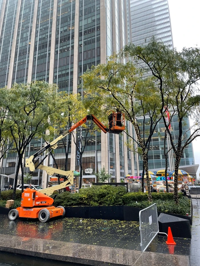 Commercial tree removal in Honolulu